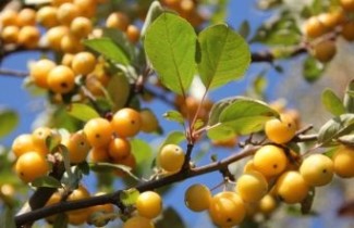 Afbeelding Sierappel 'Golden Hornet' - Malus 'Golden Hornet'