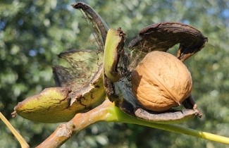 Afbeelding Walnoot 'Buccaneer' - Juglans regia 'Buccaneer'