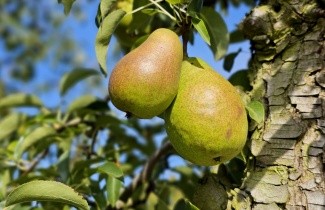 Afbeelding Handpeer 'Bonne Louise d'Avranches' - Pyrus communis 'Bonne Louise d'Avranches'