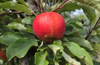 Afbeelding Appel 'Red Elstar' - Malus domestica 'Red Elstar'