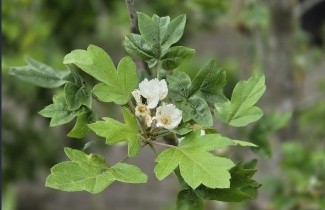 Afbeelding Libanese wilde appel - Malus trilobata