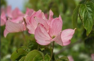Afbeelding Japanse grootbloemige kornoelje 'Rosy Teacups' - Cornus kousa 'Rosy Teacups'