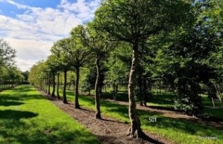 Afbeelding Haagbeuk - Carpinus betulus