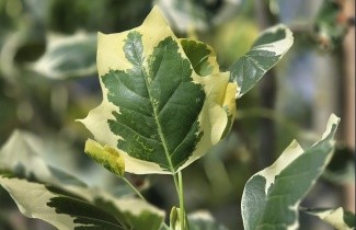 Afbeelding Tulpenboom 'Snowbird' - Liriodendron tulipifera 'Snowbird'