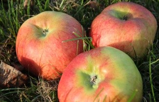Afbeelding Appel 'Bramley's Seedling' - Malus domestica 'Bramley's Seedling'