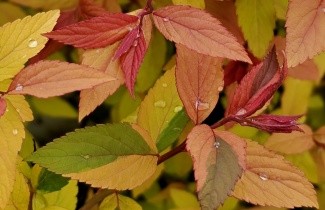 Afbeelding Spierstruik 'Goldflame' - Spiraea japonica 'Goldflame'