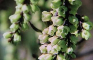 Afbeelding Staartaar 'Celina' - Stachyurus chinensis 'Celina'