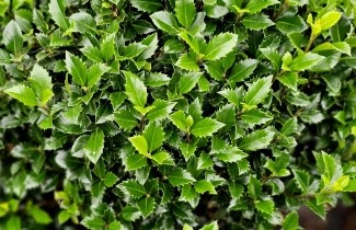 Afbeelding Hulst 'Heckenstar' - Ilex meserveae 'Heckenstar'