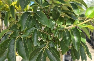 Afbeelding Virginische dadelpruim - Diospyros virginiana
