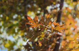 Afbeelding Japanse esdoorn - Acer palmatum 'Kurabu-Yama'