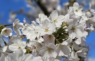 Afbeelding Yoshinokers - Prunus x yedoensis