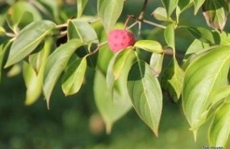 Afbeelding Japanse grootbloemige kornoelje 'National' - Cornus kousa 'National'