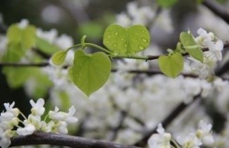 Afbeelding Judasboom 'Royal White' - Cercis canadensis 'Royal White'