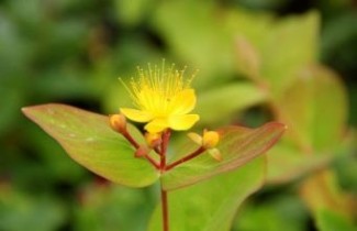 Afbeelding Hertshooi 'Rheingold' - Hypericum x inodorum 'Rheingold'