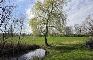 Afbeelding Treurwilg - Salix sepulcralis 'Chrysocoma'