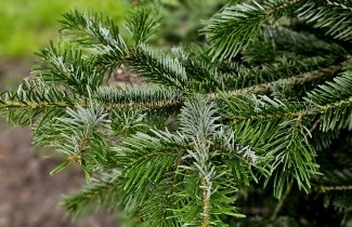 Afbeelding Nordmannspar - Abies nordmanniana