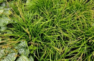 Afbeelding Japanse Zegge 'Irish Green' - Carex morrowii 'Irish Green'