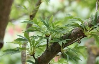 Afbeelding Witte Paardenkastanje  'Digitata' - Aesculus 'Digitata'