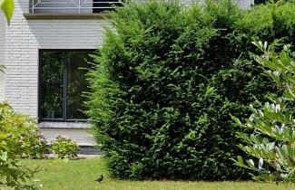 Afbeelding Taxus - Taxus baccata