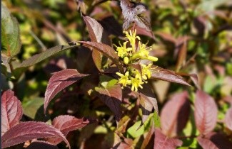 Afbeelding Diervilla - Diervilla splendens