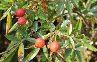 Afbeelding Hondsroos - Rosa canina