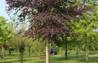 Afbeelding Rode Beuk 'Atropunicea'  - Fagus sylvatica 'Atropunicea'