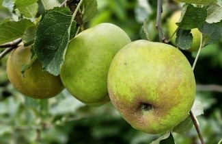 Afbeelding Appel 'Schone van Boskoop' - Malus domestica 'Schone van Boskoop'