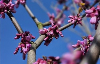 Afbeelding Judasboom - Cercis siliquastrum