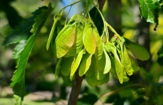 Afbeelding Esdoorn - Acer tataricum subsp. ginnala