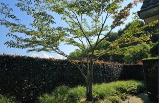 Afbeelding Reuze kornoelje - Cornus controversa