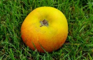 Afbeelding Appel "Ontario" - Malus domestica 'Ontario'
