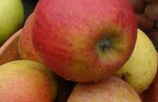 Afbeelding Appel "Pilot" - Malus domestica 'Pilot'