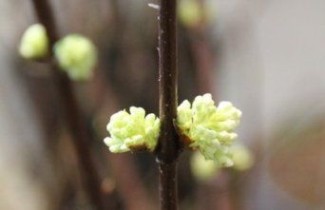 Afbeelding Sneeuwbal 'Candidissimum' - Viburnum farreri 'Candidissimum'