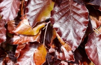 Afbeelding Rode beuk, spil - Fagus sylvatica 'Atropunicea'
