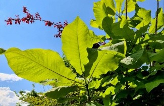 Afbeelding Grootbladige magnolia - Magnolia macrophylla