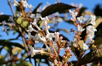Afbeelding Sneeuwbal  farreri - Viburnum farreri