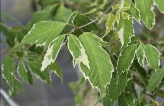Afbeelding Bonte Vederesdoorn 'Flamingo' - Acer negundo 'Flamingo'