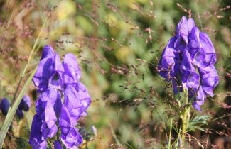 Afbeelding Monnikskap blauw - Aconitum carmichaelii 'Arendsii'