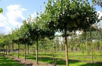 Afbeelding Daklinde - Tilia x europaea 'Euchlora'