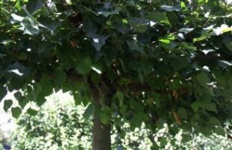 Afbeelding Hollandse linde - Tilia x europaea