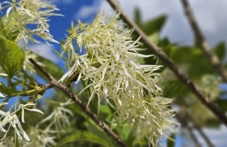 Afbeelding Sneeuwvlokkenboom - Chionanthus virginicus
