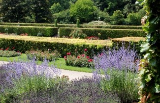 Afbeelding Reuzenlavendel 'Blue Spire' - Perovskia atriplicifolia 'Blue Spire'