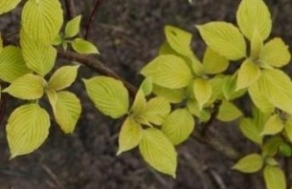 Afbeelding Reuze kornoelje 'Candlelight' - Cornus controversa 'Candlelight'