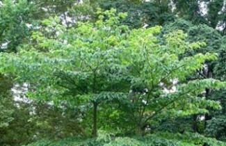 Afbeelding Reuze kornoelje 'Pagoda'  - Cornus controversa 'Pagoda'