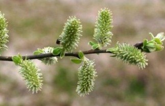 Afbeelding Grauwe wilg - Salix cinerea