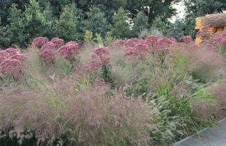 Afbeelding Borderpakket Zon H - Pakket ZH 24 planten