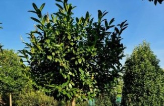 Afbeelding Laurierkers 'Etna' - - Prunus laurocerasus 'Etna'