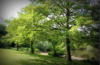 Afbeelding Zwarte Els 'Laciniata' - Alnus glutinosa 'Laciniata'