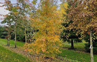 Afbeelding Zwarte tupeloboom - Nyssa sylvatica