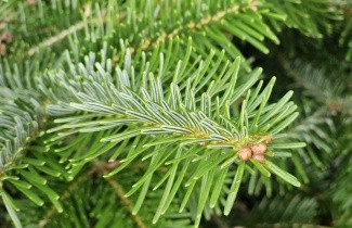 Afbeelding Nordmanspar - Abies nordmanniana